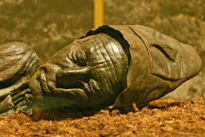 Tollund man is the best preserved of mummies found in peat bogs in ...